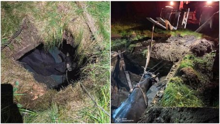У селі Пилипець корову більш двух годин рятували за допомогою трактора