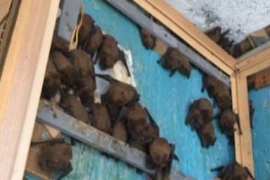 В Киеве на балконе обнаружились необычные гости