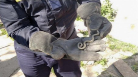 В районе Кривого Рога активизировались ядовитые змеи
