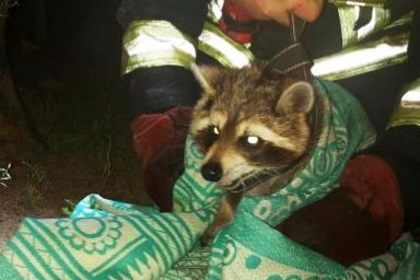 В Новомосковске спасатели сняли с дерева енота В Новомосковске спасатели сняли с дерева енота