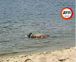 В Киеве в Гидропарке было обнаружено тело мужчины В Киеве в Гидропарке было обнаружено тело мужчины