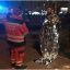В Киеве почти голый мужчина пытался броситься под машину