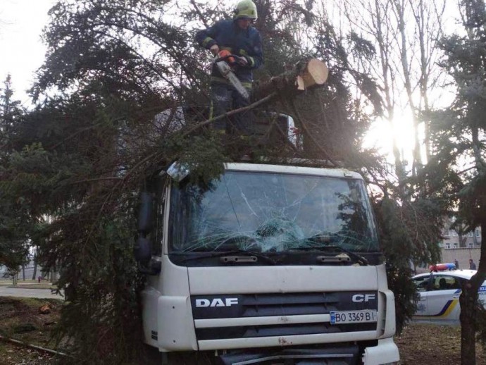 В Запорожье дерево упало на автомобиль