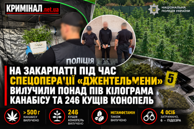На Закарпатті під час спецоперації «Джентельмени» вилучили понад пів кілограма канабісу та 246 кущів конопель На Закарпатті під час спецоперації «Джентельмени» вилучили понад пів кілограма канабісу та 246 кущів конопель