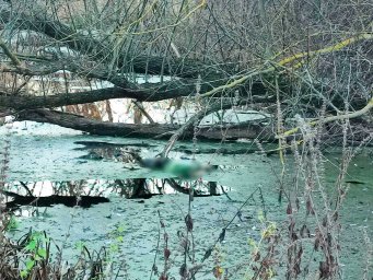 В Полтавской области в реке обнаружен труп мужчины