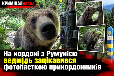 На кордоні з Румунією ведмідь зацікавився фотопасткою прикордонників