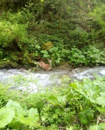 На кордоні прикордонники на Вінниччині зафіксували несподіваних гостей. З'явилося відео