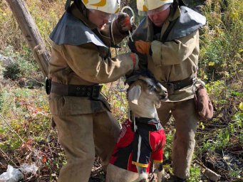 В Каменском спасали стильного козла В Каменском спасали стильного козла