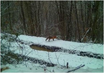 Прикордонники повідомляють, що в Тисі зріс рівень води ті зафіксовані дикі звірі. З’явлося відео