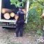 В Одесской области задержан «черный лесоруб»
