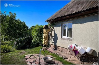 Рятувальники ДСНС за добу 12 разів вилучили гнізда шершнів Рятувальники ДСНС за добу 12 разів вилучили гнізда шершнів