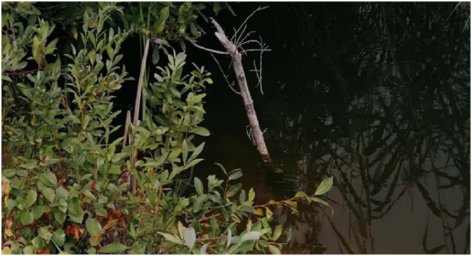 У Рахові тіло чоловіка виявили у потічку на однієї з вулиць