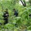 В Киеве 25-летний мужчина совершил суицид, повесившись в парке