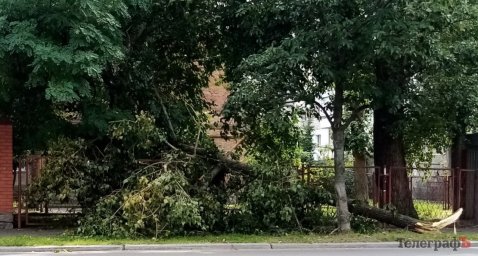 У селі Жуки чоловіка вбила гілка