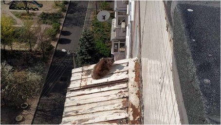 В Днепре спасли кота, оказавшегося на козырьке балкона 10 этажа