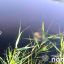 В Полтавской области в реке обнаружен труп мужчины