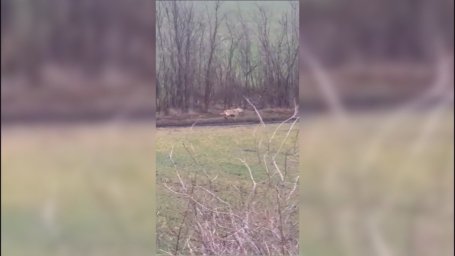 Прикордонники побачили незвичайних «сусідів». З’явилося відео