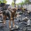 В Запоріжжі сталася пожежа в притулку для тварин. Поліція відкрила кримінальне провадження