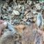 В селах под Винницей обнаружены опасные гибриды волков и собак. Люди напуганы