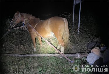 У селі Звірів внаслідок зіткнення авто з підводою постраждали троє осіб серед котрих дитина