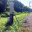 У Полтавській області шершні вбили чоловіка