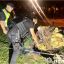 В Києві через падіння дерева в парку загинула людина. Відкрите кримінальне провадження