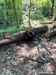В Харьковской области задержаны «черные» лесорубы
