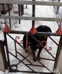 В Харьковской области собака загрызла ребенка