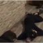 В Подмосковье задержали ОПГ из 29 человек. Появилось видео