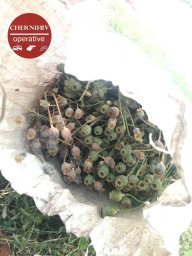В Чернигове задержан мужчина с мешком маковых головок