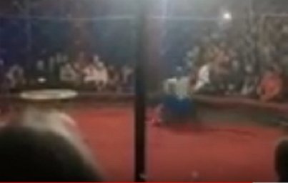 В Краснодарском крае  в цирке ребенок стал добычей льва. Появилось видео