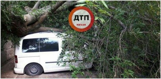 В Киеве дерево упало на автомобиль