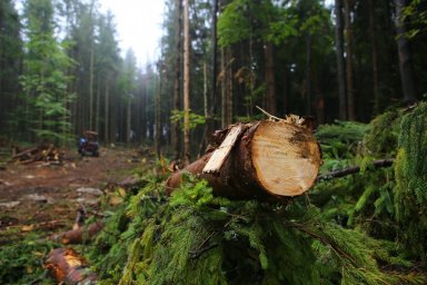 Не удалось остановить тотальное уничтожение леса в Волынской области