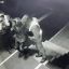 ​Под Киевом пьяный мужчина поиздевался над чужим котом, а потом сломал нос копу