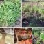 У 71-летнего краматорчанина изъяли больше полутысячи кустов конопли