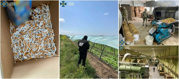 СБУ накрыло табачную плантацию