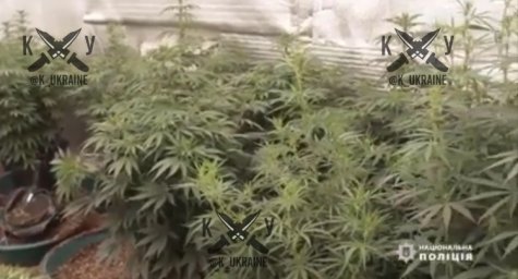 ​В Кривом Роге копы изъяли у мужчины марихуану стоимостью 1,5 миллиона гривен