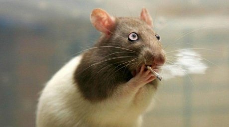 В Тернополе мыши "съели" вещдок - семь грамм марихуаны В Тернополе мыши "съели" вещдок - семь грамм марихуаны