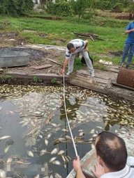 В Днепре на Самаре погибло почти 400 000 карасей и сазанов В Днепре на Самаре погибло почти 400 000 карасей и сазанов