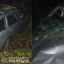 ​Под Винницей дерево убило водителя легковушки и отправило пассажира в больницу
