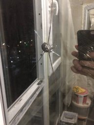 ​Неизвестные обстреляли окна в квартирах на Березняках