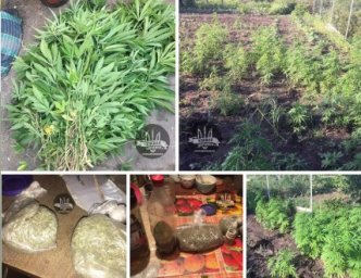 У 71-летнего краматорчанина изъяли больше полутысячи кустов конопли