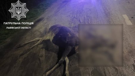 Лось загинув у ДТП на околиці Львова: зіткнення з Toyota
