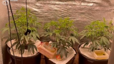 На Львівщині 77-річна жінка разом із сином вирощували коноплі та збували наркотики