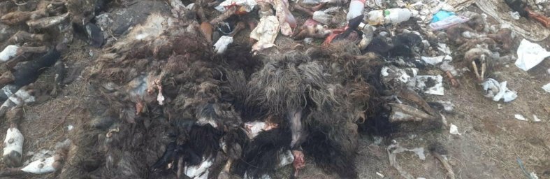 На Львівщині двоє чоловіків скинули десятки туш мертвих тварин у лісі — їм загрожує суд