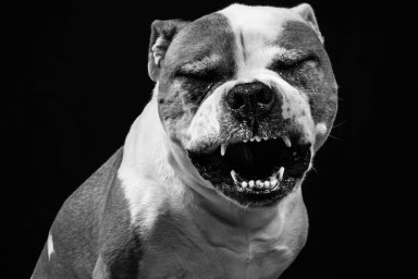 Пітбуль напав на поліцейських під час затримання зловмисника в Полтаві Пітбуль напав на поліцейських під час затримання зловмисника в Полтаві