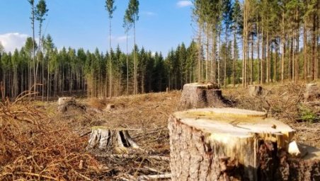 На Харківщині браконьєр вирубав ясенів на понад 95 тисяч гривень