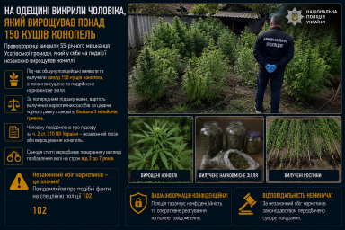На Одещині викрили чоловіка, який вирощував понад 150 кущів конопель На Одещині викрили чоловіка, який вирощував понад 150 кущів конопель