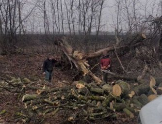 Незаконна вирубка на Полтавщині: екоінспектори виявили понад сотню спиляних дерев Незаконна вирубка на Полтавщині: екоінспектори виявили понад сотню спиляних дерев