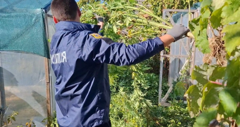 Жителя Білгорода-Дністровського судитимуть за вирощування конопель і виготовлення наркотиків